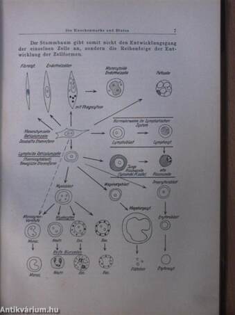 Atlas des normalen und pathologischen Knochenmarkes