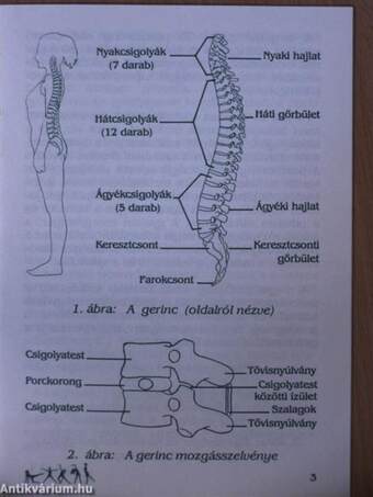 Kényeztesse gerincét!