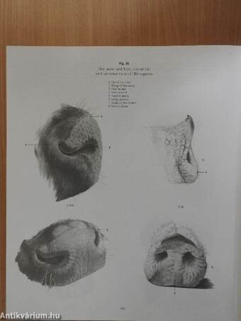 Anatomy Drawing School