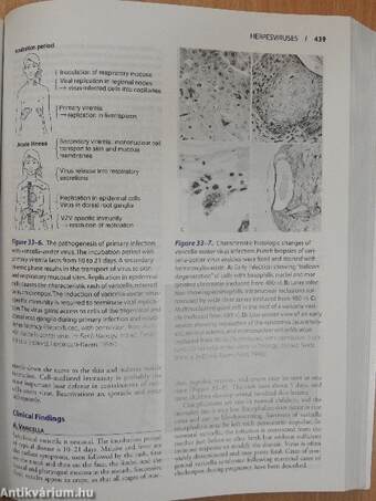 Jawetz, Melnick, & Adelberg's Medical Microbiology