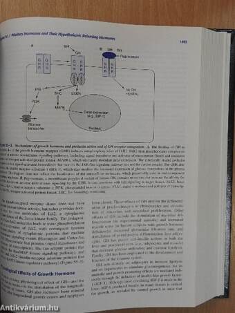 The Pharmacological Basis of Therapeutics