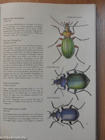 Tierwelt Europas in Farbe