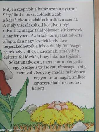 A rút kiskacsa