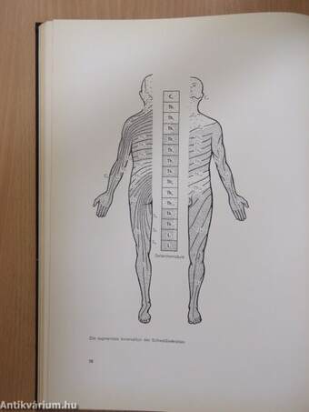 Funktionelle neurologische Diagnostik 2.