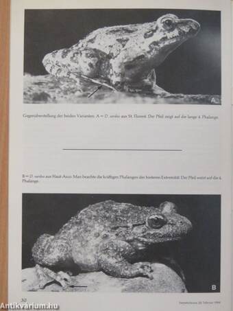 Herpetofauna Februar-Dezember 1984.