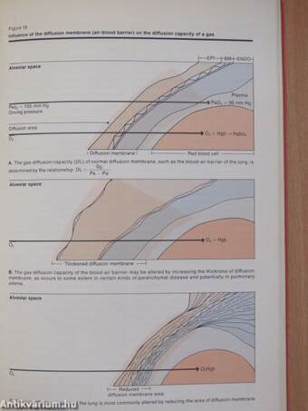 Arterial Blood Gas and Acid-Base Physiology