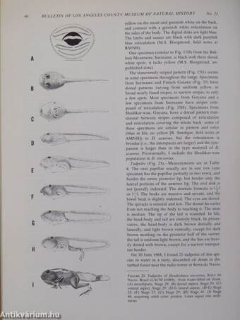 A revision of the poison-arrow frogs of the genus dendrobates wagler