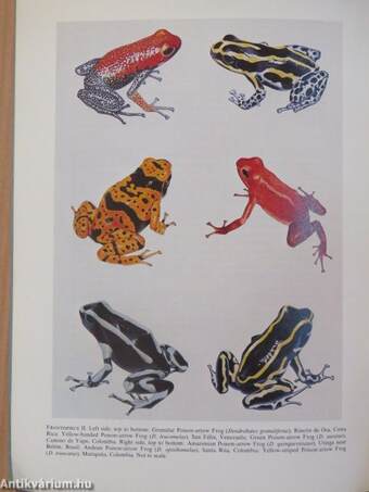 A revision of the poison-arrow frogs of the genus dendrobates wagler