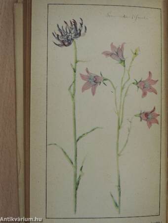 Taschenbuch der heimischen Blumen 2