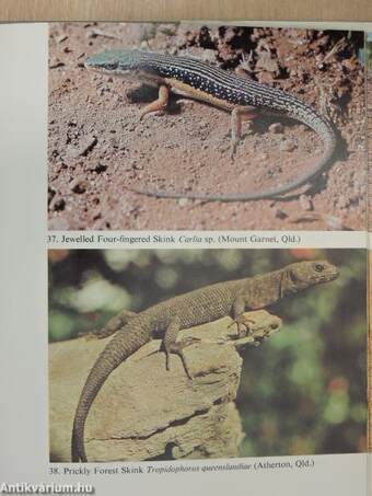 Lizards of Australia