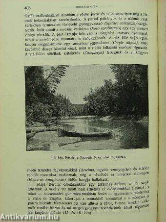 Természettudományi Közlöny 1908. január-december