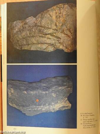 Das große Fossilienbuch