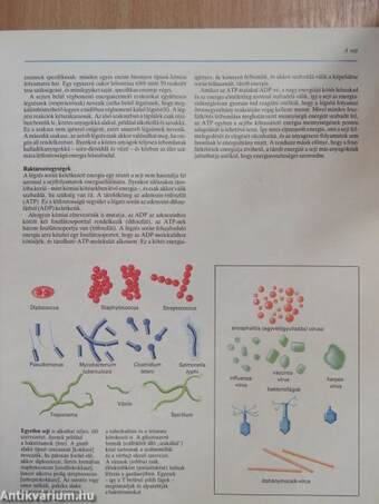 Az emberi test