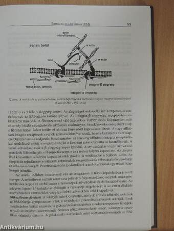 A gerinces idegrendszer ontogenezise és plaszticitása