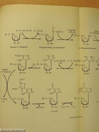 Medizinische Biochemie