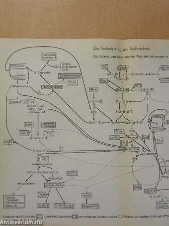 Medizinische Biochemie