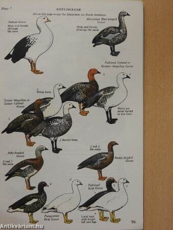 A Coloured Key to the Wildfowl of the World