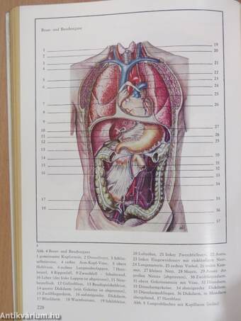 Gesundheitserziehung des Kindes im Vorschulalter