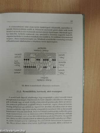 A funkcionális sejttan alapjai