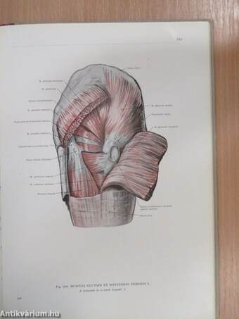 Az ember anatómiájának atlasza I-III.