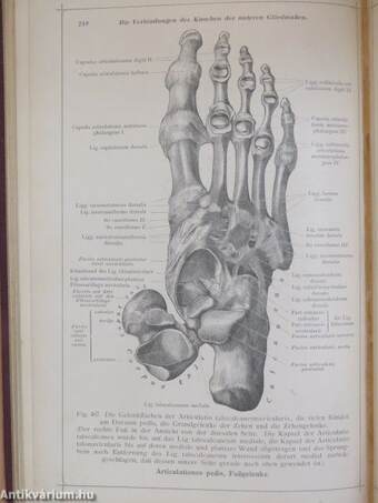 Anatomischer atlas für studierende und Ärzte II.