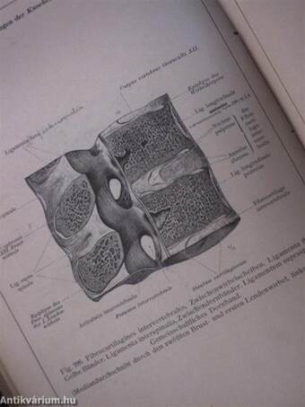 Anatomischer atlas für studierende und Ärzte II.