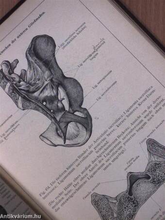 Anatomischer atlas für studierende und Ärzte II.