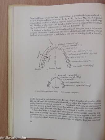 Embertan és emberszármazástan