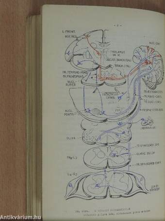 Az idegrendszer funkciós strukturája 1-2.