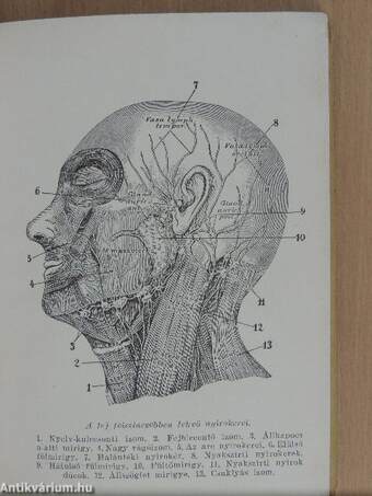 A kozmetikus kézikönyve