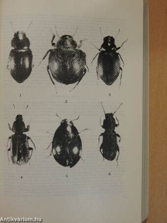 Folia Entomologica Hungarica 2/1981.