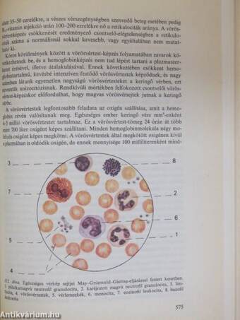 Az emberi test 1. (töredék)