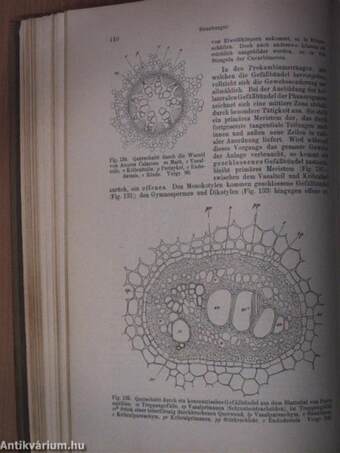 Lehrbuch der Botanik (Ifj. Dr. Entz Géza könyvtárából)