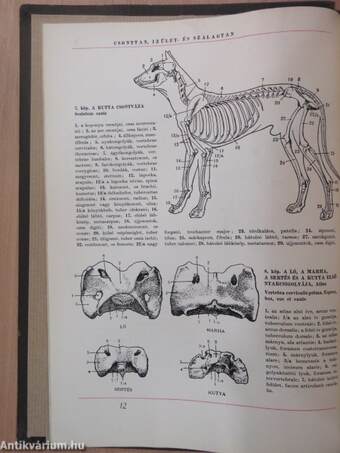 Háziállatok anatómiájának atlasza