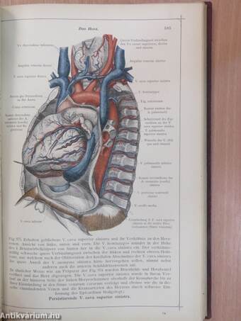 Anatomischer Atlas für studierende und Ärzte V.