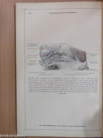 Anatomischer Atlas für studierende und Ärzte III. 