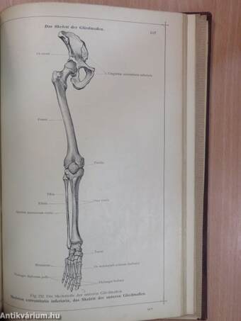 Anatomischer Atlas für studierende und Ärzte I. 