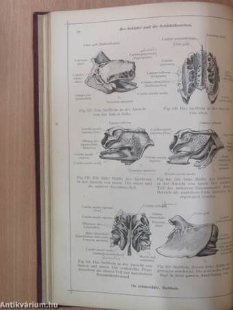 Anatomischer Atlas für studierende und Ärzte I. 