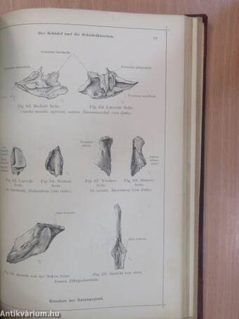 Anatomischer Atlas für studierende und Ärzte I. 