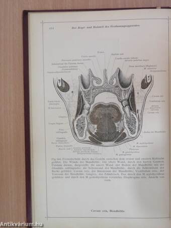 Anatomischer Atlas für studierende und Ärzte IV.