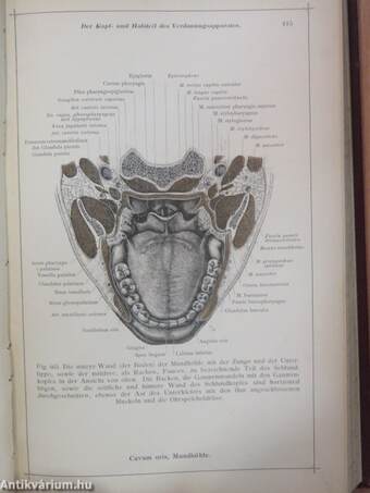 Anatomischer Atlas für studierende und Ärzte IV.