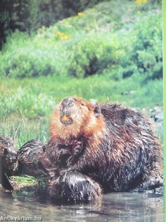 Busy Beavers