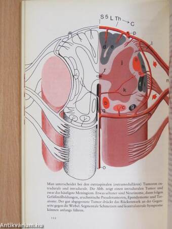 Taschenbuch der klinischen Neurologie