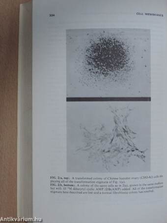 Aging, Cancer and Cell Membranes