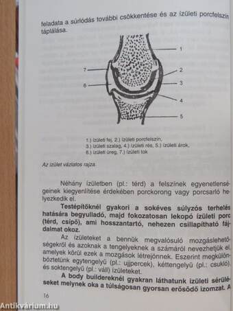 Testépítés élettani alapjai