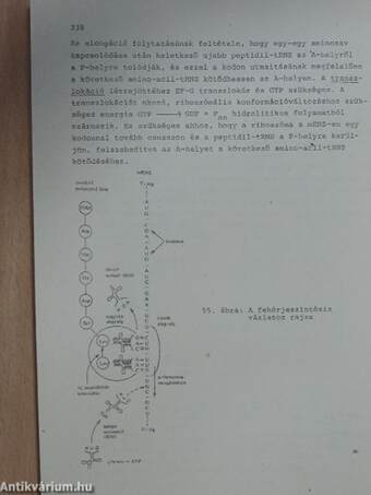 Szerves és biokémia II.