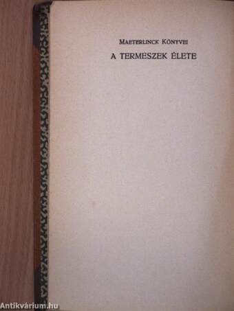 A termeszek élete