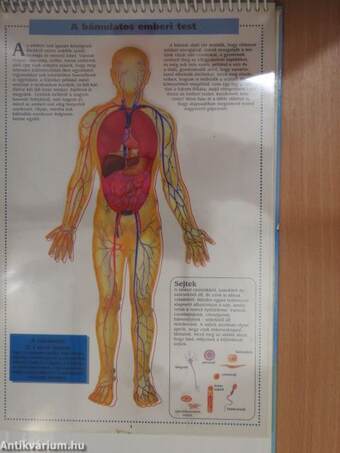 A bámulatos emberi test