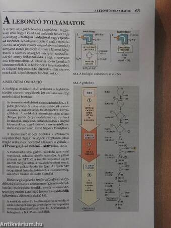 Biológia 11