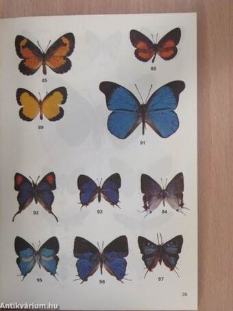 West African Butterflies and Moths